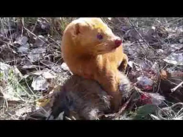 Video: Rare Moments Mink Vs Rats In Real Life